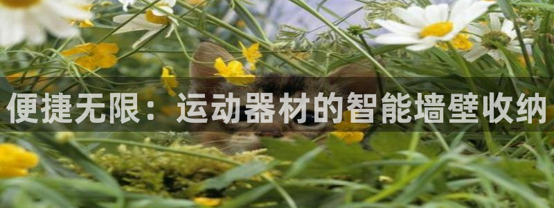 fb体育招商电话是多少:便捷无限:运动器材的智能墙壁收纳